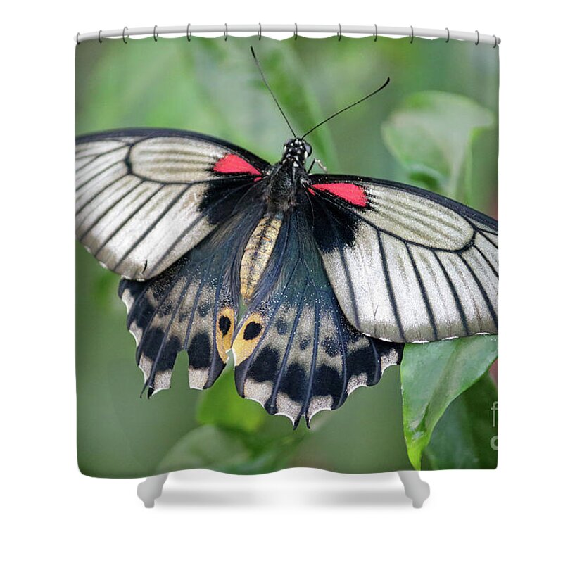 Tropical Butterfly Exotic Shower Curtain featuring the photograph Tropical butterfly by Julia Gavin