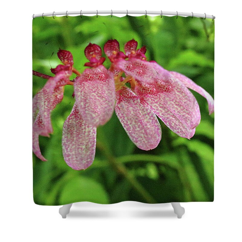 Flower Flowers Tropical Exotic Spotted Purple Pink White Petals Stem Cerise Hanging Horticulture Sub Tropical Green Leaves Shower Curtain featuring the photograph Tropical Flower by Jeff Townsend