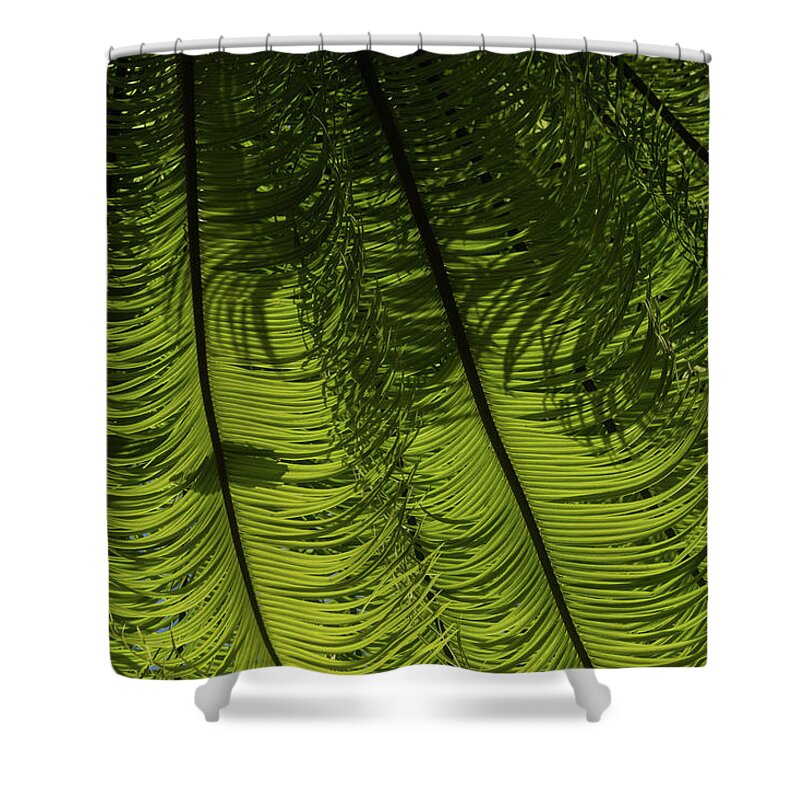 Georgia Mizuleva Shower Curtain featuring the photograph Tropical Green Rhythms - Feathery Fern Fronds - Horizontal View Down Right by Georgia Mizuleva