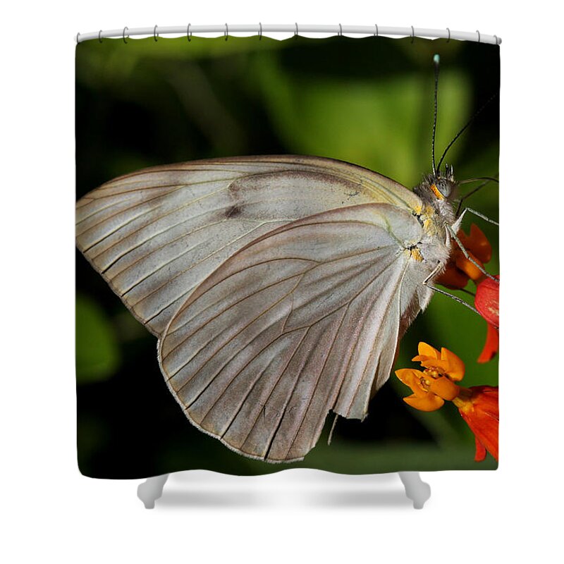 White Shower Curtain featuring the photograph Tropical White Butterfly by April Wietrecki Green