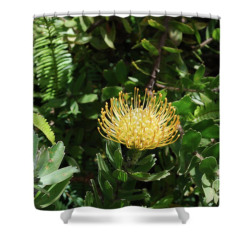 Protea Shower Curtain featuring the photograph Tropical yellow protea flower in a garden by DejaVu Designs