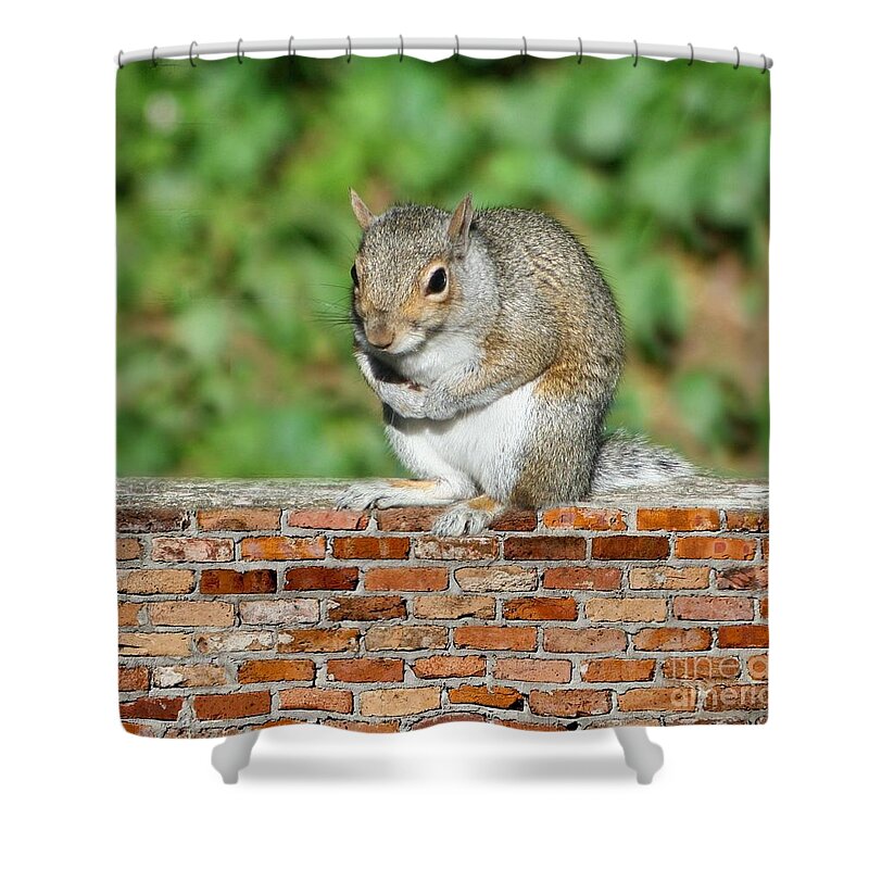 Squirel Shower Curtain featuring the photograph Trouble Brewing by Barbara S Nickerson