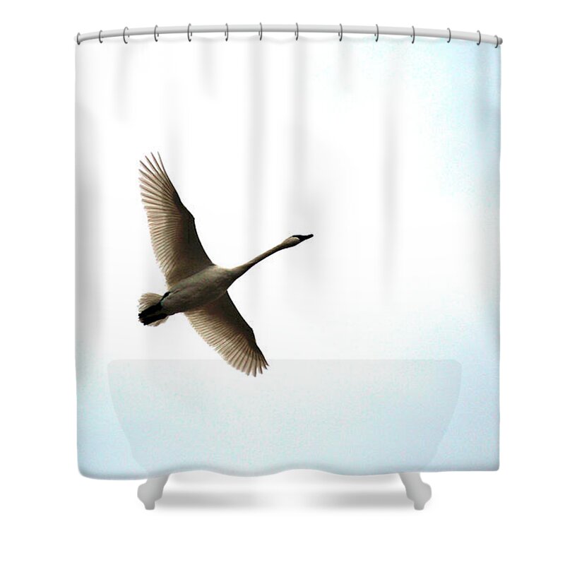 Goose Shower Curtain featuring the photograph Trumpeter Swan in Flight by Brian O'Kelly
