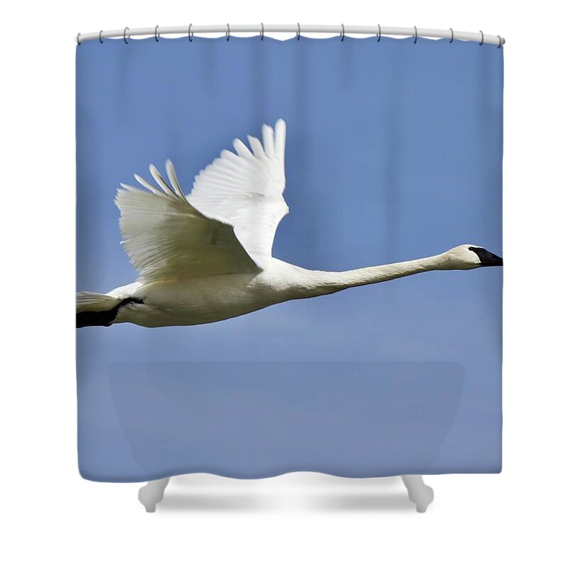 Spring Shower Curtain featuring the photograph Trumpeter swan in flight by David Pickett