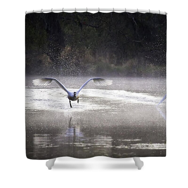 Trumpter Swans Shower Curtain featuring the photograph Trumpeter Swans Taking Off at Mill Pond by Michael Dougherty