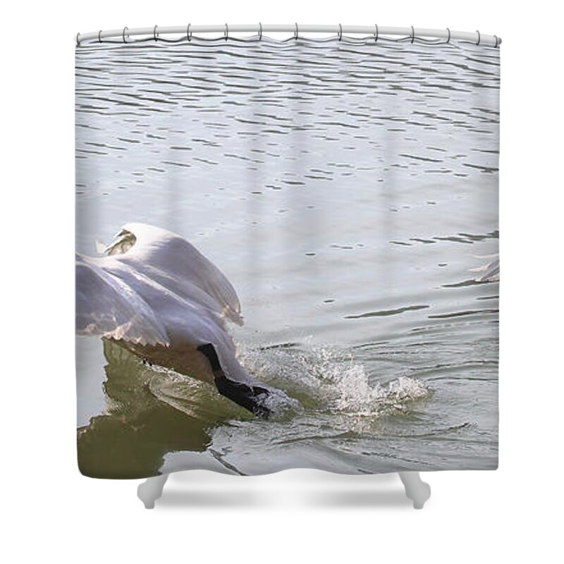 Trumpeter Swans Shower Curtain featuring the photograph Trumpeter Swans Taking Off by Michael Dougherty