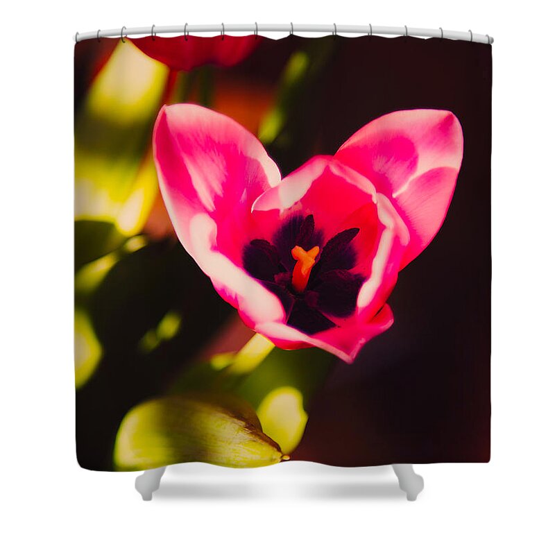 Tulips Shower Curtain featuring the photograph Tu Lips 2 by Michael Hope