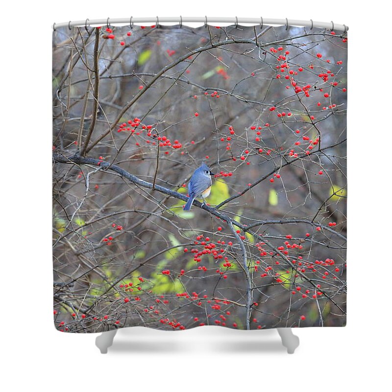 Tufted Titmouse Shower Curtain featuring the photograph Tufted Titmouse in Berries by PJQandFriends Photography