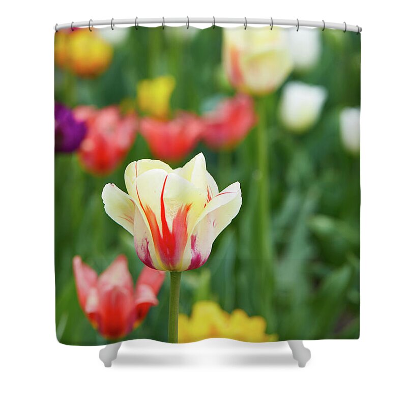 Tulip Shower Curtain featuring the photograph Tulip bed by Garden Gate magazine