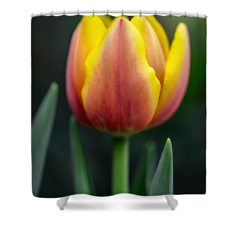 Tulip Shower Curtain featuring the photograph Tulip by Dale Kincaid