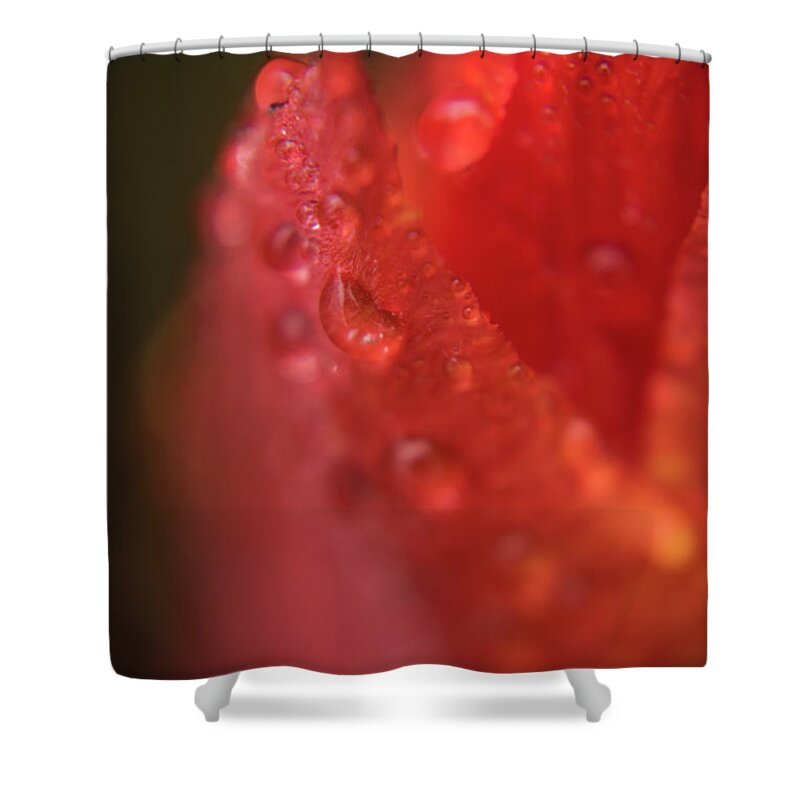 Tulip Shower Curtain featuring the photograph Tulip-droplets-1843 by Steve Somerville