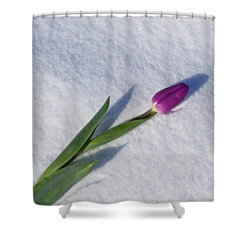 Tulip Shower Curtain featuring the photograph Tulip in Snow by Cathy Mahnke