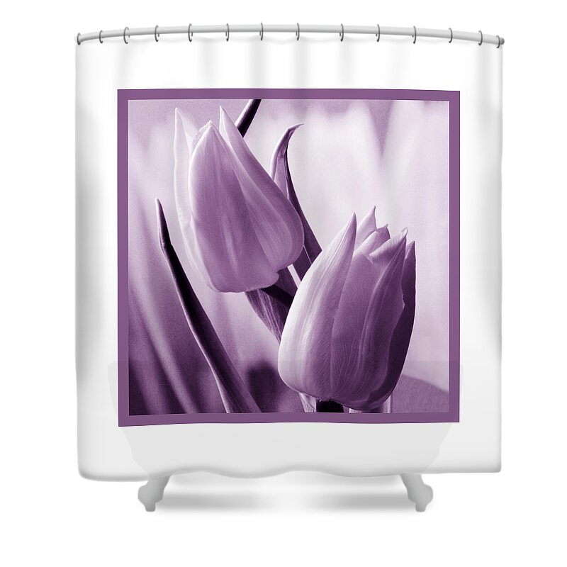 Tulip Shower Curtain featuring the photograph Tulip Purple Tint. by Terence Davis