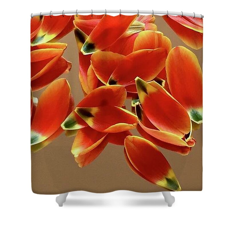 Color Pattern Energy Tulip Shower Curtain featuring the photograph Tulip Series 1-1 by J Doyne Miller