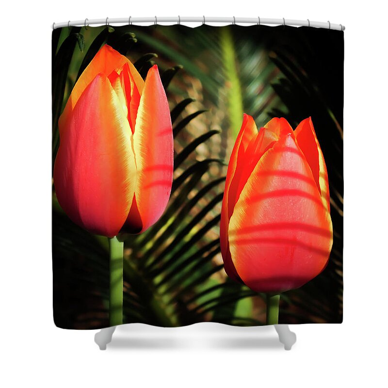 Orange Tulips Shower Curtain featuring the photograph Tulip Shadows by Karen Wiles