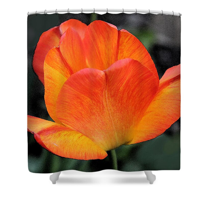 Tulip Shower Curtain featuring the photograph Tulip Solo by Carolyn Jacob