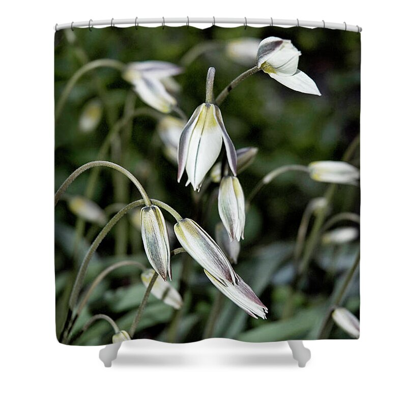 Flowers Shower Curtain featuring the photograph Tulipa Turkestanica by JGracey Stinson