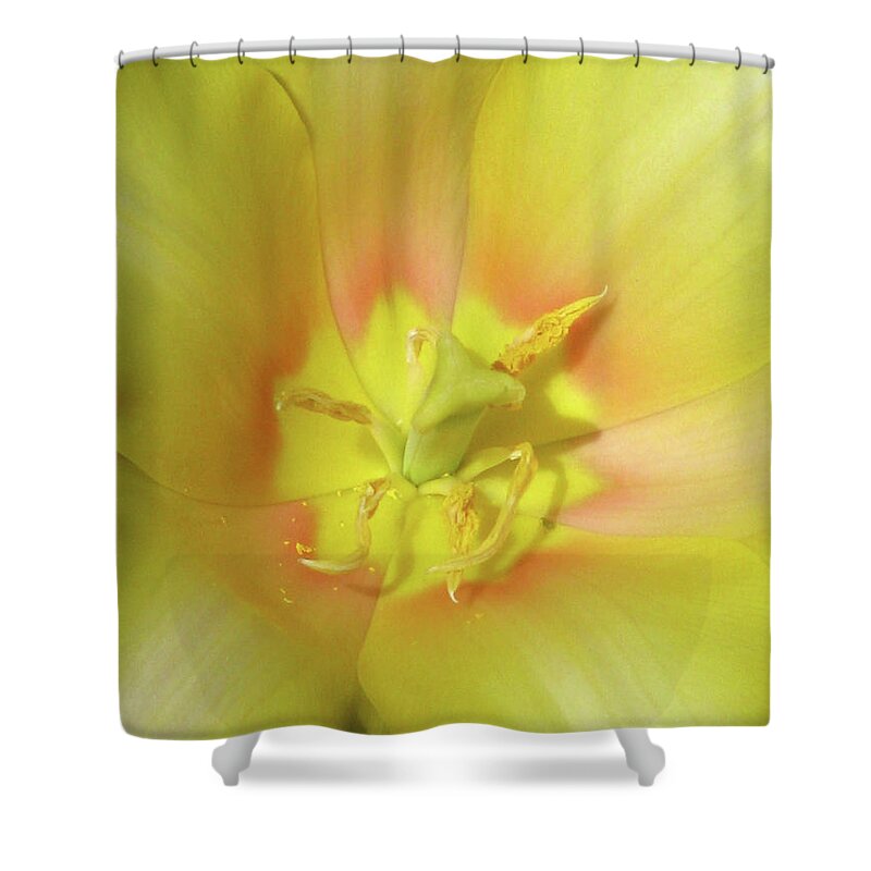 Tulip Shower Curtain featuring the photograph Tulips - Beauty In Bloom 20 by Pamela Critchlow