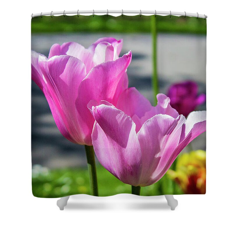Tulip Shower Curtain featuring the photograph Tulips #1 by Doc Braham