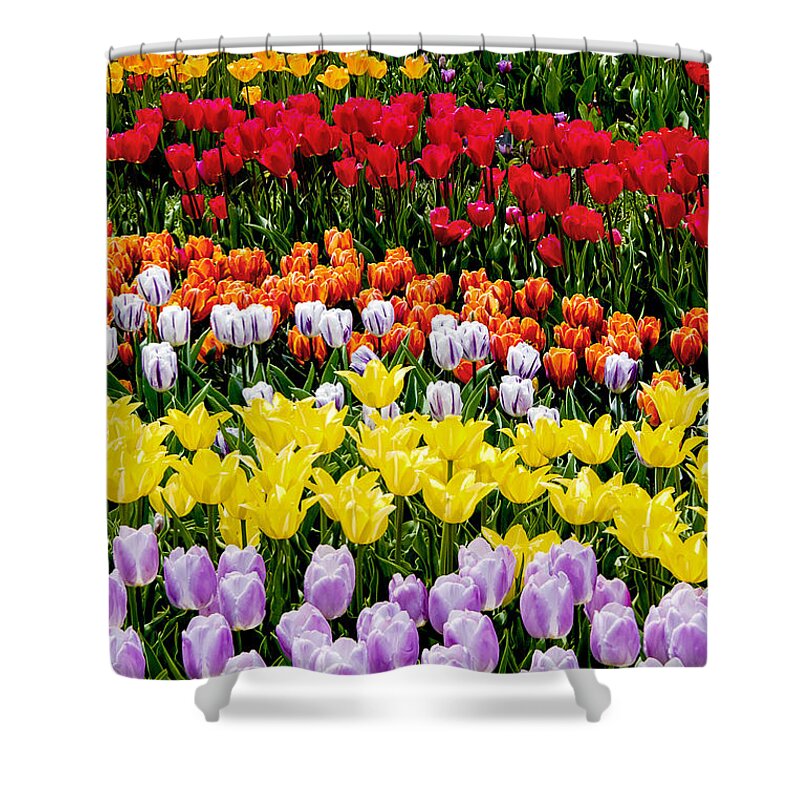 Garden Shower Curtain featuring the photograph Tulips by Greg Fortier