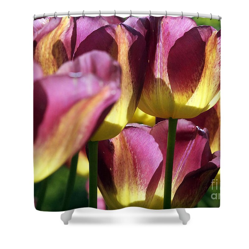 Flora Shower Curtain featuring the photograph Tulips In Backlight 1 by Rudi Prott