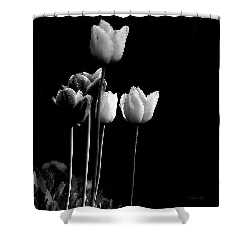 Spring Shower Curtain featuring the photograph Tulips in Black by Wild Thing