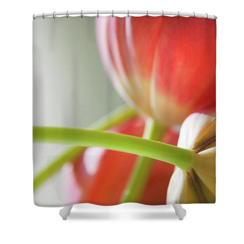 Floral Shower Curtain featuring the photograph Tulips In The Morning by Theresa Tahara