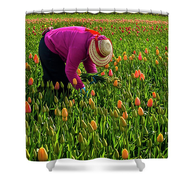 Landscapes Shower Curtain featuring the photograph Tulips Picker by Sal Ahmed