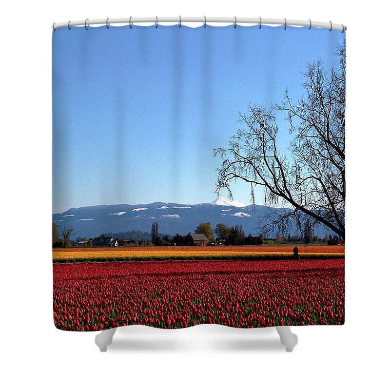 Tulips Shower Curtain featuring the photograph Tulips.253 by Tim Dussault