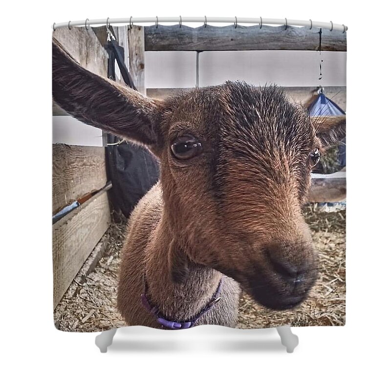 Goat Shower Curtain featuring the photograph Tuned In by Dani McEvoy