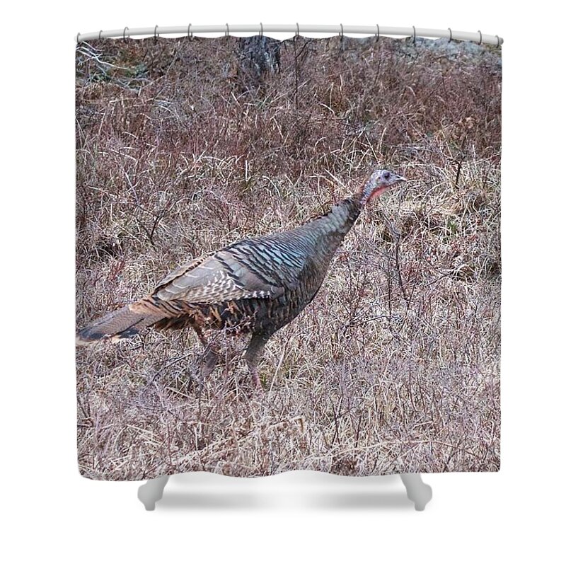 Meleagris Gallopavo Shower Curtain featuring the photograph Turkey 1155 by Michael Peychich
