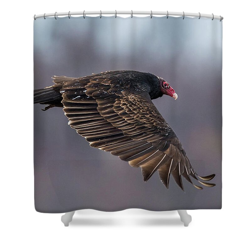 Vulture Shower Curtain featuring the photograph Turkey Vulture In Flight by Paul Freidlund