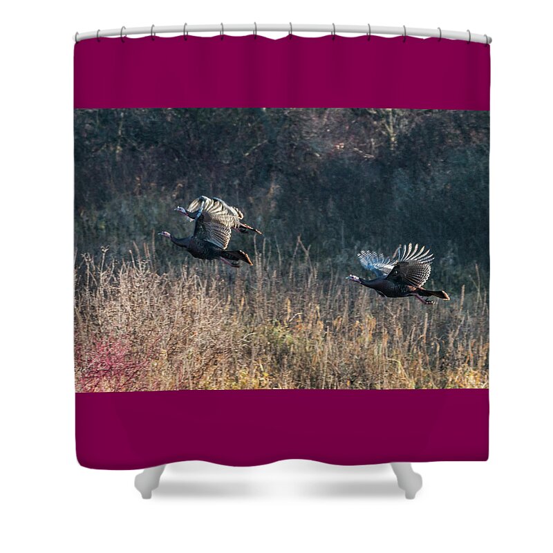 Turkey Shower Curtain featuring the photograph Turkeys in Flight #1 by Patti Deters