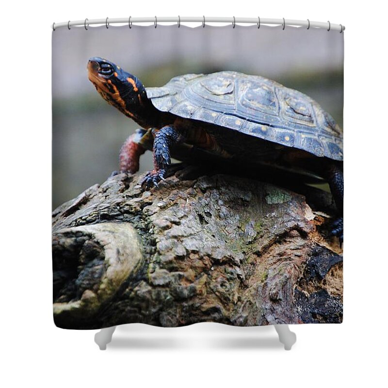 Turtle Shower Curtain featuring the photograph Turtle and the Hippo by Eric Liller