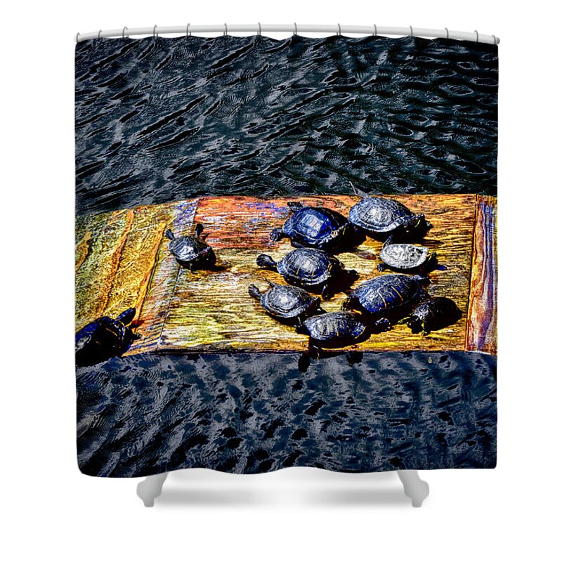 Turtle Shower Curtain featuring the photograph Turtle Boat A by Joseph Hollingsworth