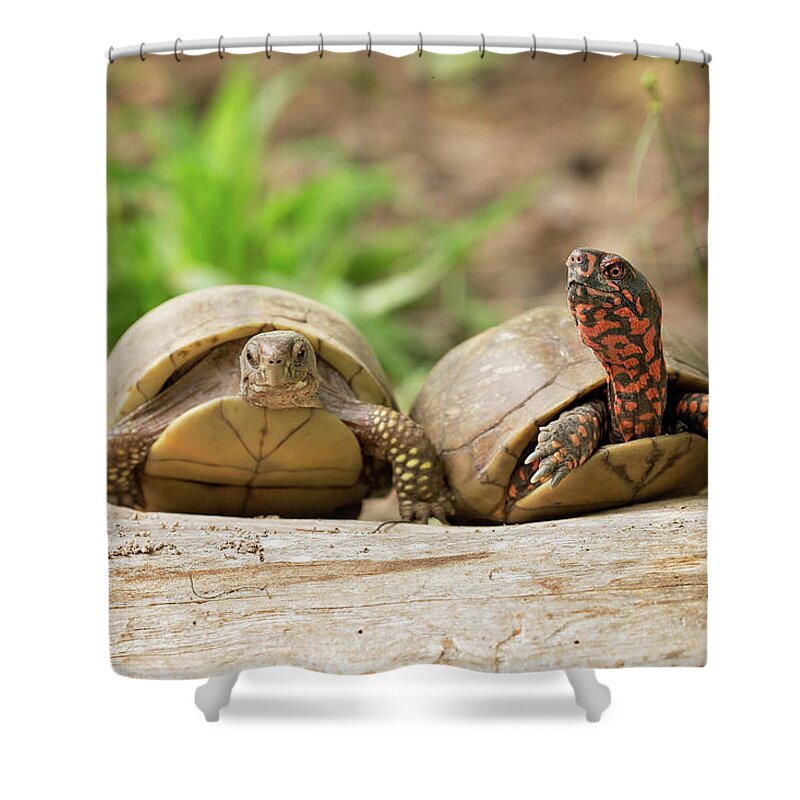 Turtles Shower Curtain featuring the photograph Turtle Friends by Eilish Palmer