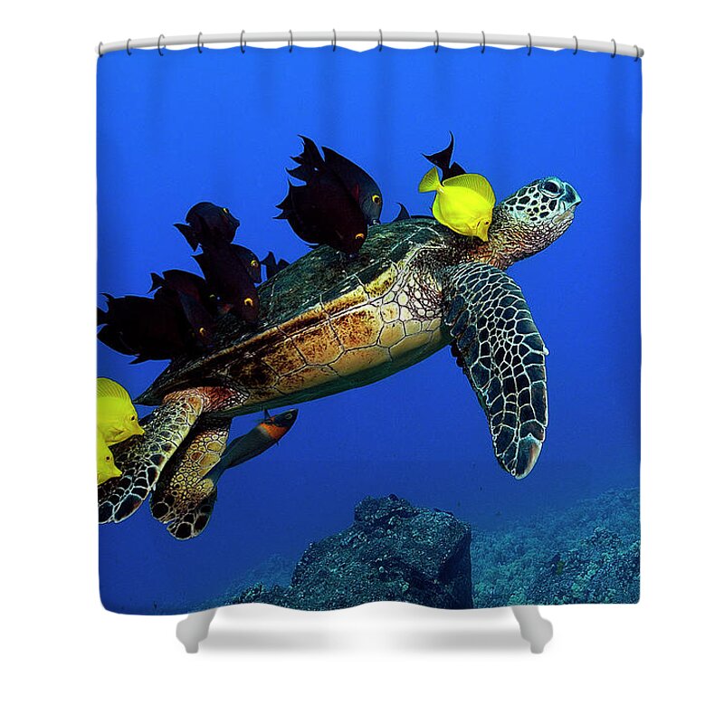 Hawaii Shower Curtain featuring the photograph Turtle grooming by Artesub