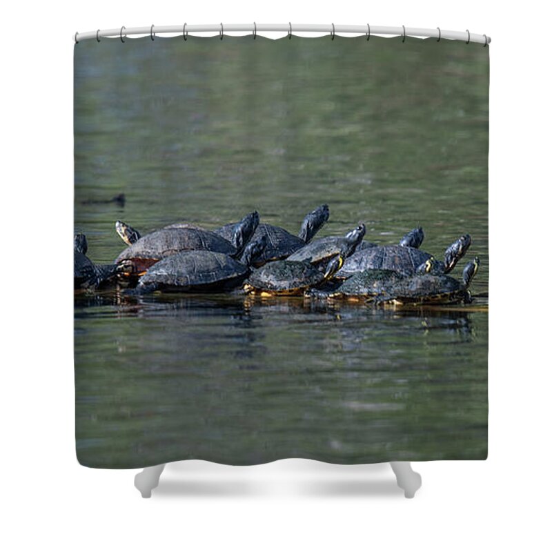 Turtle Shower Curtain featuring the photograph Turtle Hang Out by Dale Powell