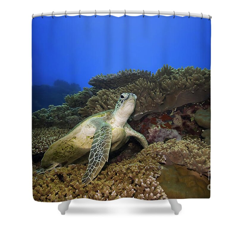 Turtle Shower Curtain featuring the photograph Turtle underwater by MotHaiBaPhoto Prints