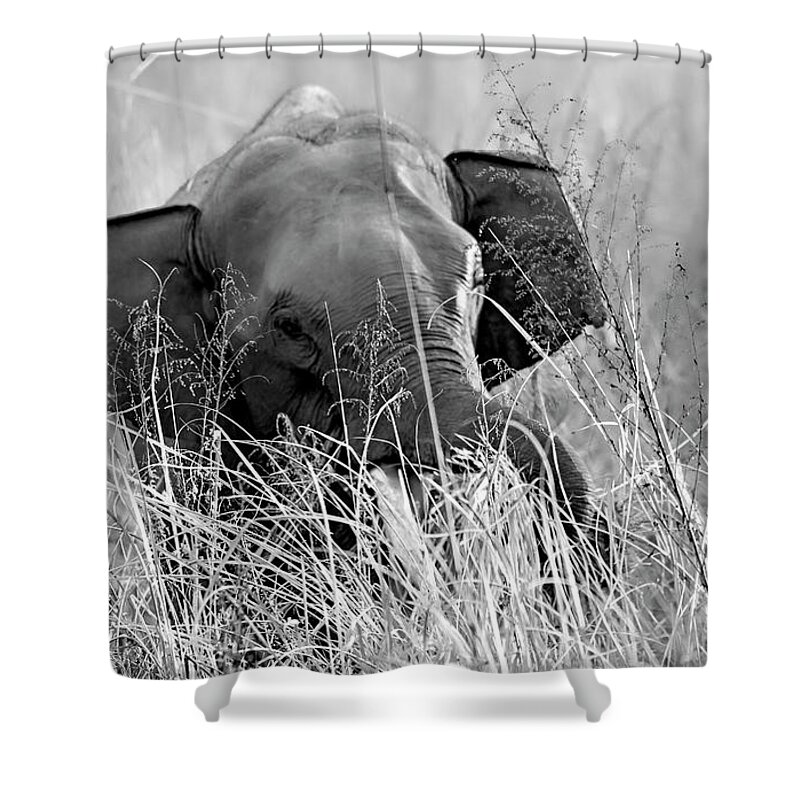 Black And White Shower Curtain featuring the photograph Tusker in the grass by Pravine Chester