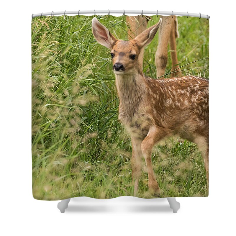 Mule Deer Fawn Shower Curtain featuring the photograph Twilight Fawn #3 by Mindy Musick King