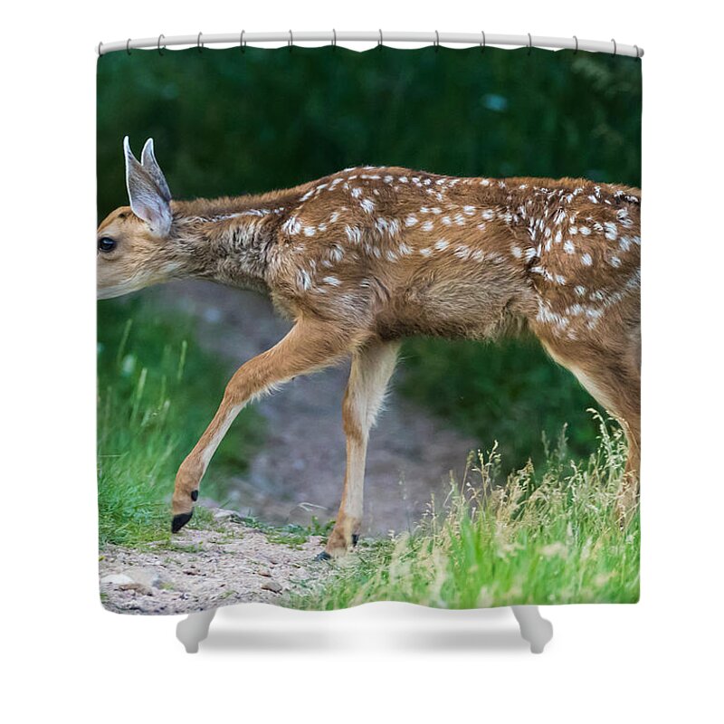 Mule Deer Fawn Shower Curtain featuring the photograph Twilight Fawn #4 by Mindy Musick King