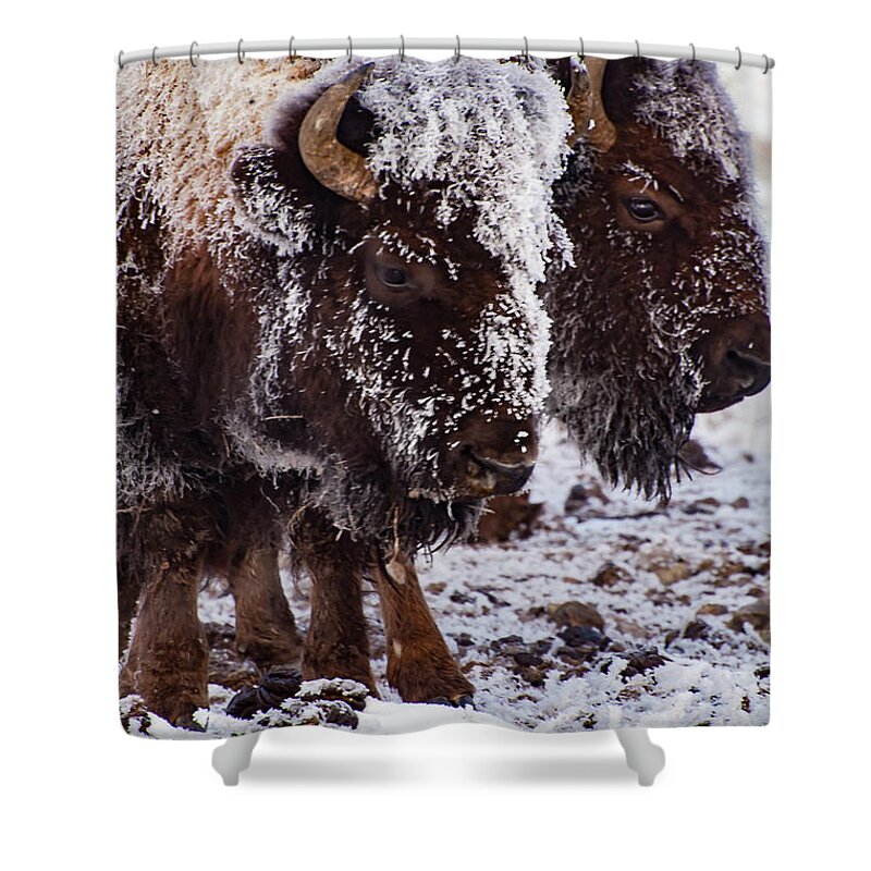 Yellowstone National Park Shower Curtain featuring the photograph Twins by Bob Phillips