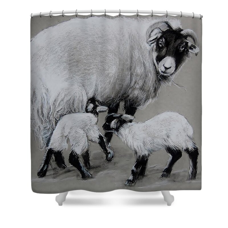 Sheep Shower Curtain featuring the drawing Twins by Jean Cormier