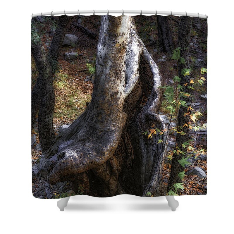 Tree; Leaves; Forest; Orange; Arizona Shower Curtain featuring the photograph Twisted Trunk, Santa Rita Mountains, Arizona by Michael Newberry