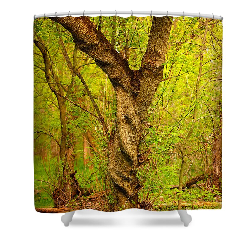 Tree Shower Curtain featuring the photograph Twisted by Viviana Nadowski
