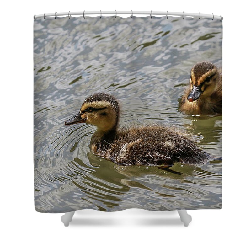 Mallard Duck Shower Curtain featuring the photograph Two Baby Ducks by Ray Congrove