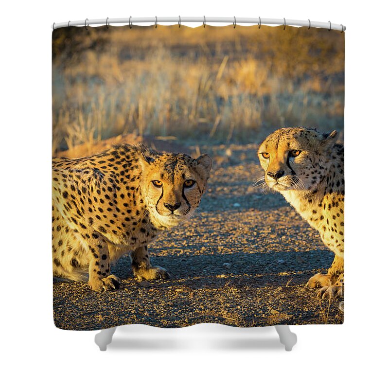 Africa Shower Curtain featuring the photograph Two Cheetahs by Inge Johnsson