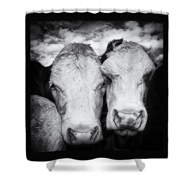 Cow Shower Curtain featuring the photograph Two cows black and white by Matthias Hauser