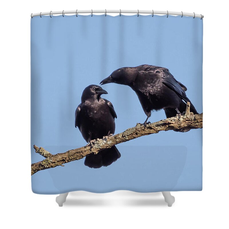 Terry D Photography Shower Curtain featuring the photograph Two Crows on a Branch by Terry DeLuco